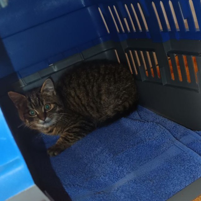 Fundtier - Katze Waldrand