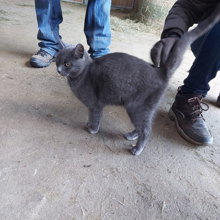 Fundtier - Katze Heimhilgen (Tacherting)